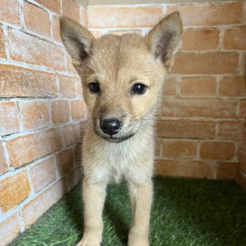 北海道犬【岩手県・男の子・2024年6月30日・赤】の写真「ワクチン接種済」