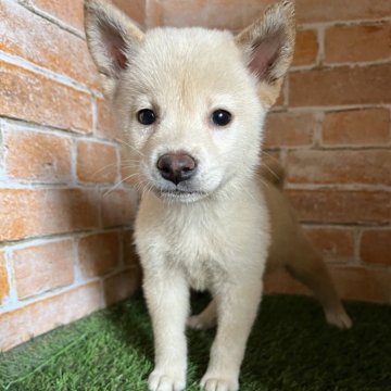 柴犬(標準サイズ)【岩手県・男の子・2024年7月14日・白毛】の写真「ワクチン接種済」