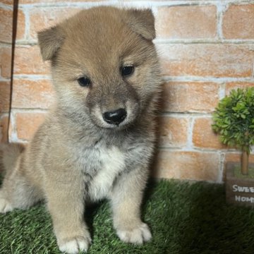 柴犬(標準サイズ)【岩手県・男の子・2024年6月13日・赤】の写真「ワクチン接種済」