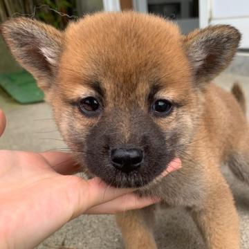 柴犬(標準サイズ)【岩手県・女の子・2022年6月13日・赤】の写真「小ぶりな女の子です^ ^」