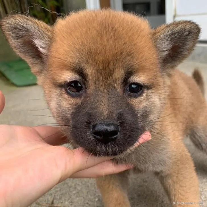 Ｓ 様のお迎えした子犬