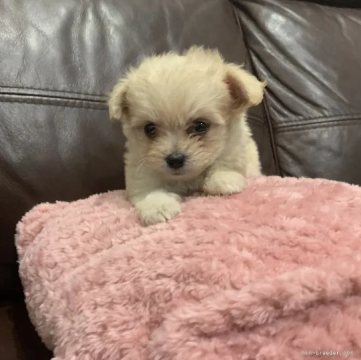 ばねった 様のお迎えした子犬