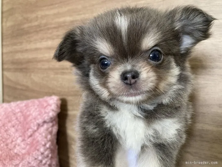 クロスくん 様のお迎えした子犬