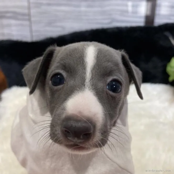 R 様のお迎えした子犬