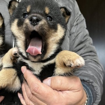 柴犬(豆柴)【京都府・女の子・2024年12月12日・黒】の写真「優しいお顔優しい性格の女の子」