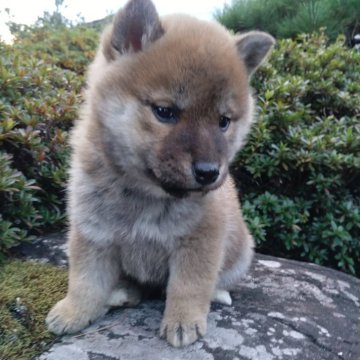 柴犬(標準サイズ)【愛媛県・男の子・2024年11月5日・赤】の写真「目形良く､両親のいいところを受け継いでいます。」