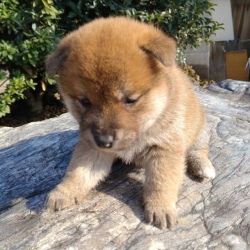 柴犬(標準サイズ)【愛媛県・男の子・2024年11月5日・赤】の写真「目形良く､凛々しい顔付きです。」