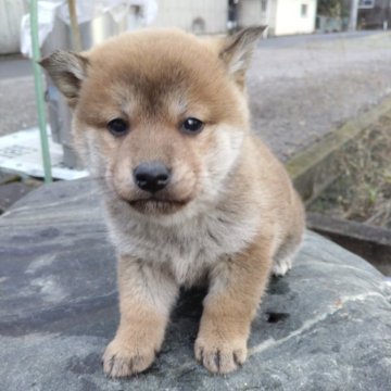 柴犬(標準サイズ)【愛媛県・女の子・2024年11月15日・赤】の写真「性格のいい子犬です。」