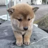 柴犬(標準サイズ)【愛媛県・女の子・2024年11月15日・赤】の写真2「アップです。」