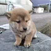 柴犬(標準サイズ)【愛媛県・女の子・2024年11月15日・赤】の写真4「見つめています。」