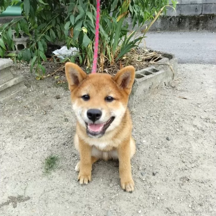 柴犬【愛媛県・男の子・2024年4月18日・赤】両親のいいとこどり､将来有望です。｜みんなのブリーダー（子犬ID：2407-01753）