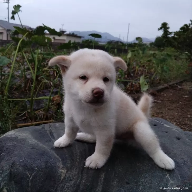 わ 様のお迎えした子犬