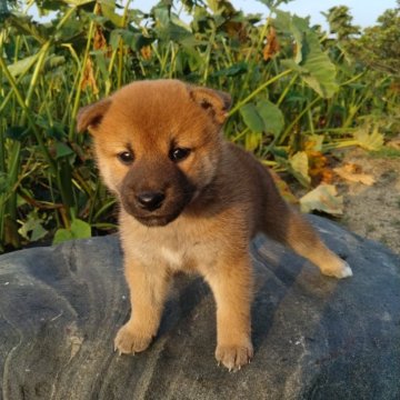 柴犬(標準サイズ)【愛媛県・女の子・2024年7月31日・赤】の写真「女の子らしい､狸顔の美人さんです。」