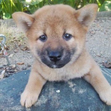 柴犬(標準サイズ)【愛媛県・女の子・2024年5月20日・赤】の写真「狸顔の美人さんです。」