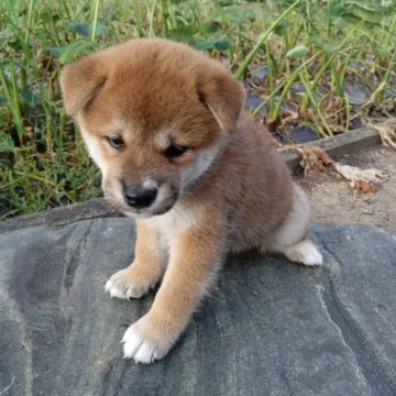 柴犬(標準サイズ)【愛媛県・男の子・2024年8月24日・赤】の写真「凛々し顔立ちで､目形が特にいいです。」