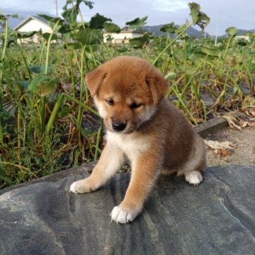 柴犬(標準サイズ)【愛媛県・女の子・2024年8月24日・赤】の写真「雌らしい顔立ちで､可愛らしい子犬です。」