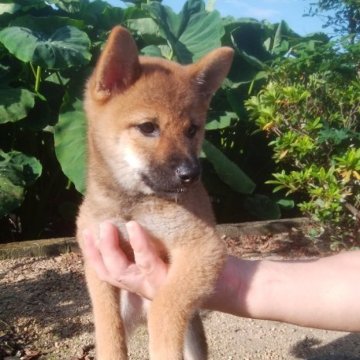 柴犬(標準サイズ)【愛媛県・男の子・2024年5月20日・赤】の写真「目形よく､両親のいいところを受けついでいます。」