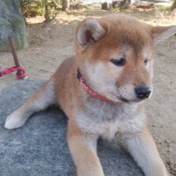 柴犬(標準サイズ)【愛媛県・女の子・2024年3月14日・赤】の写真「お父さん似の目形､口元､狸顔の美人さんです。」