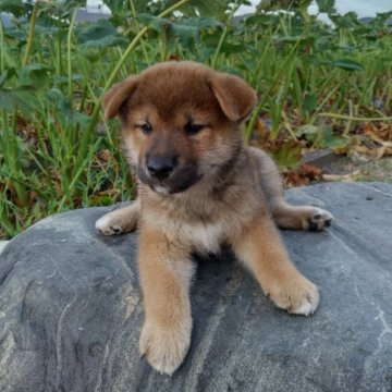 柴犬(標準サイズ)【愛媛県・男の子・2024年7月31日・赤】の写真「目形よく､とにかく頭がでかいです。将来有望です。」