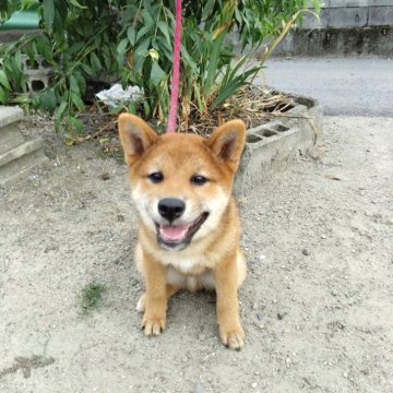 柴犬(標準サイズ)【愛媛県・男の子・2024年4月18日・赤】の写真「両親のいいとこどり､将来有望です。」