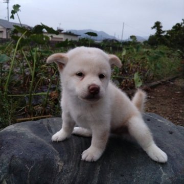 柴犬(標準サイズ)【愛媛県・男の子・2024年8月23日・白】の写真「目形良好､いい顔をしています。」