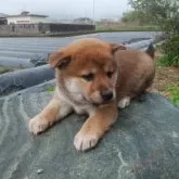 柴犬(標準サイズ)【愛媛県・女の子・2024年3月14日・赤】の写真3「左向き」