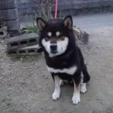 柴犬(標準サイズ)【愛媛県・男の子・2023年12月17日・白】の写真5「父親です。」