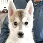 シベリアンハスキー