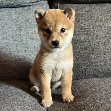 柴犬(豆柴)【北海道・女の子・2024年7月13日・赤】の写真「可愛い🩷」