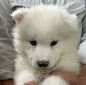 サモエド【北海道・女の子・2024年5月26日・白】の写真「毛量の多い可愛いサモエド💕」