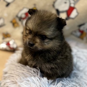 ポメラニアン【鹿児島県・男の子・2024年9月21日・オレンジセーブル】の写真「男前なお顔」