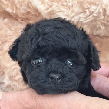 トイプードル(タイニー)【静岡県・男の子・2024年10月30日・ブラック】の写真「元気でかわいい男の子🌟」