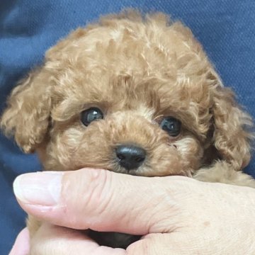 トイプードル(タイニー)【静岡県・女の子・2024年7月19日・オレンジフォーン】の写真「人が大好き甘えん坊な女の子♡」