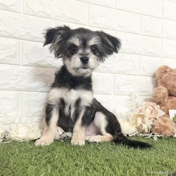 刈谷市のT 様のお迎えした子犬