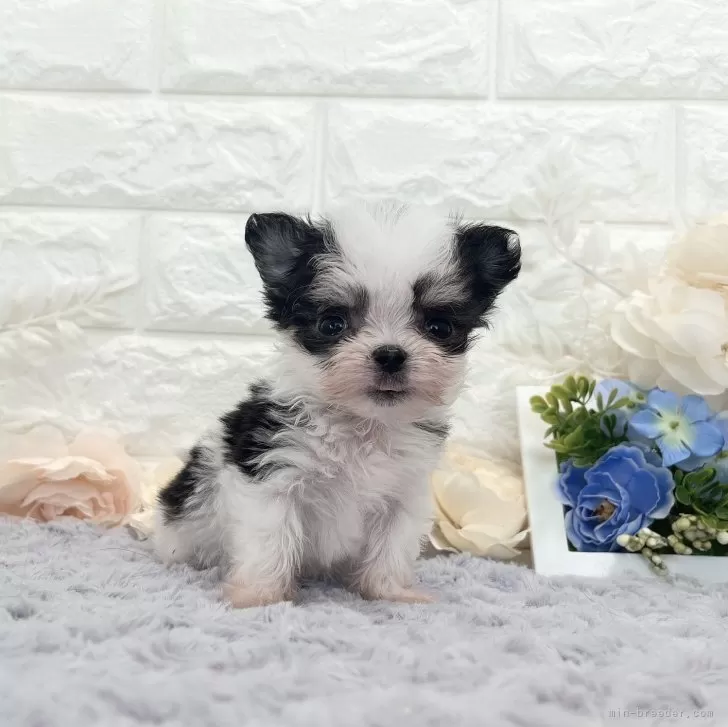 けい 様のお迎えした子犬