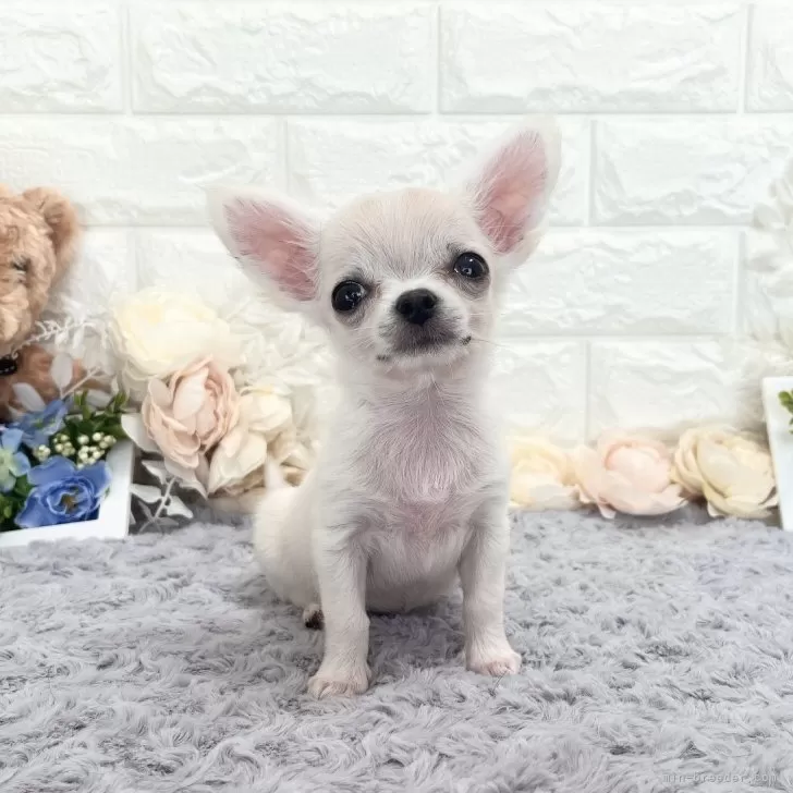 ももんちゃん 様のお迎えした子犬