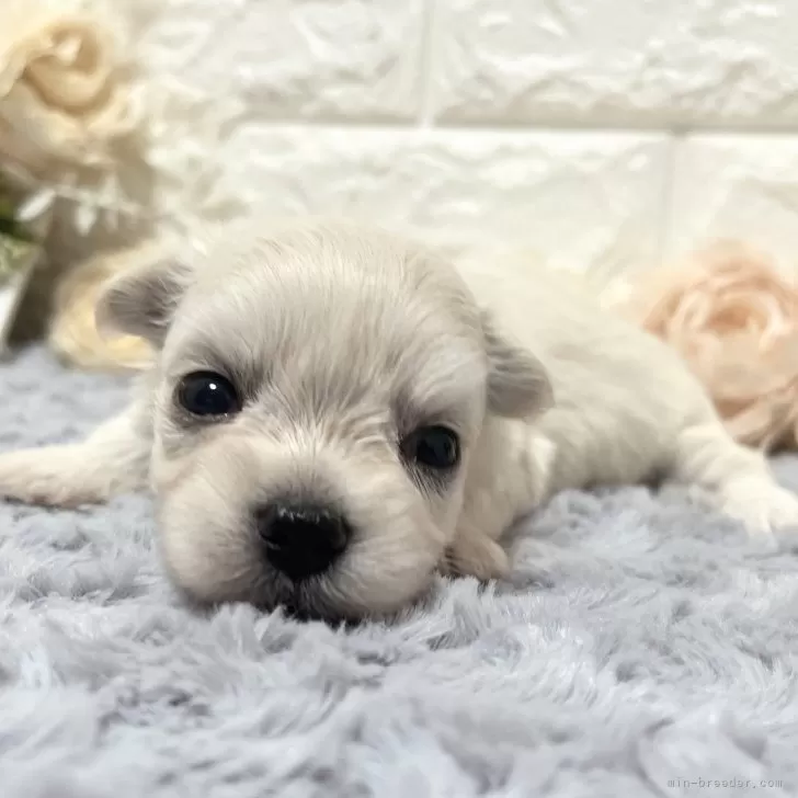 mie 様のお迎えした子犬