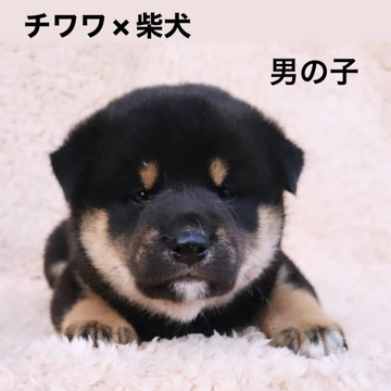 チワワ(2.1キロ)×柴犬(6.2キロ)【福岡県・男の子・2022年4月18日・黒白】の写真「可愛いチワ柴君💕総額24.5万円です」