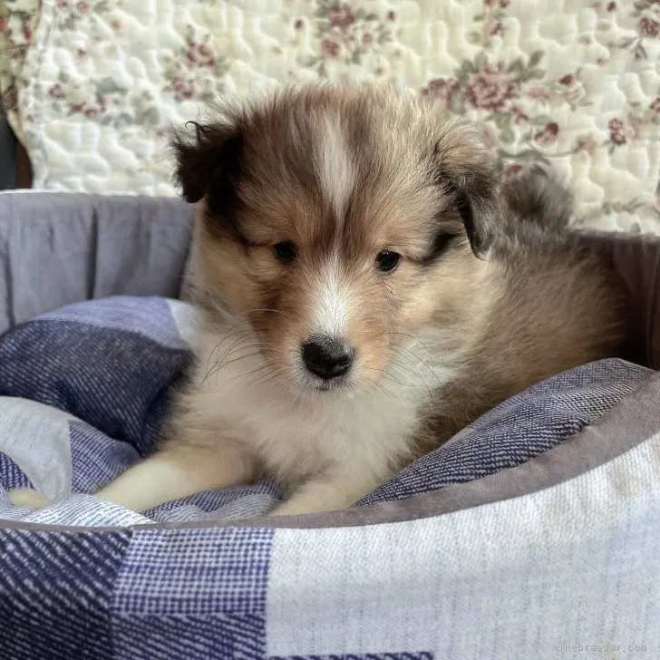 マー君 様のお迎えした子犬