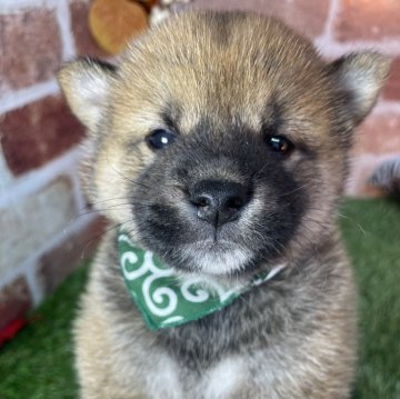 柴犬(標準サイズ)【三重県・男の子・2024年9月24日・赤】の写真「お父さん豆柴認定犬💗」