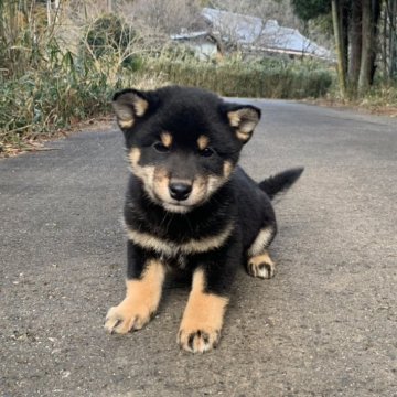 柴犬(標準サイズ)【三重県・男の子・2024年11月30日・黒】の写真「甘えん坊の男の子です。父犬遺伝性疾患クリア！」