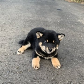 柴犬(標準サイズ)【三重県・女の子・2024年11月30日・黒】の写真「コロコロの女の子です。父犬遺伝性疾患クリア！」