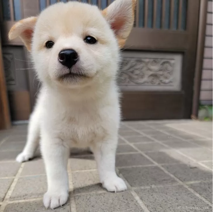 柴犬(標準サイズ)【三重県・女の子・2024年8月8日・淡赤(白)】の写真1