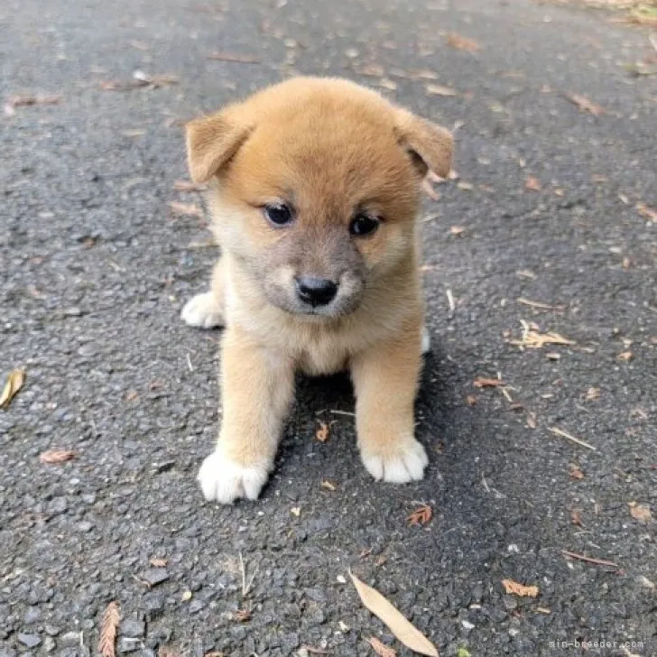 兵庫の柴好き 様のお迎えした子犬