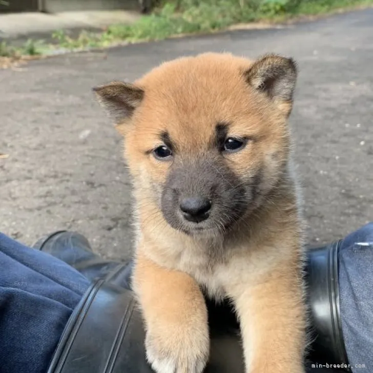 柴犬(標準サイズ)【三重県・男の子・2023年9月3日・赤】の写真1