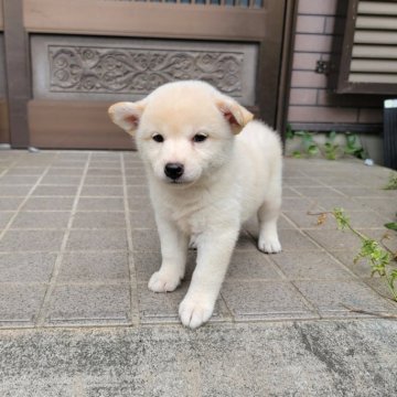 柴犬(標準サイズ)【三重県・女の子・2024年8月8日・淡赤(白)】の写真「人懐っこい女の子です！
母犬賞歴有り！」