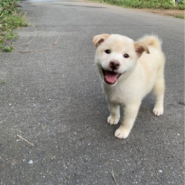 柴犬(標準サイズ)【三重県・女の子・2024年7月13日・白(淡赤)】の写真「元気一杯の女の子です。
ふわふわもふもふ！」