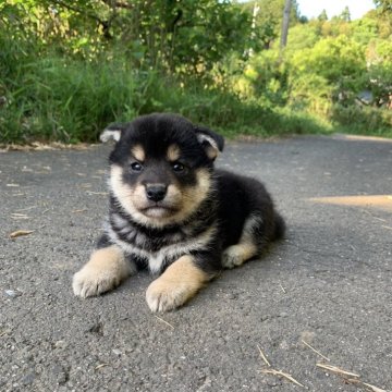 柴犬(標準サイズ)【三重県・男の子・2024年3月19日・黒】の写真「ぽてぽての男の子です。父犬遺伝性疾患クリア。」