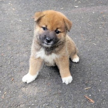 柴犬(標準サイズ)【三重県・男の子・2023年8月8日・赤】の写真「人懐っこい凛々しい顔の男の子です！」