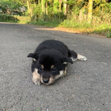 柴犬(標準サイズ)【三重県・女の子・2024年3月19日・黒】の写真「コロコロの女の子です。父犬遺伝性疾患クリア！」